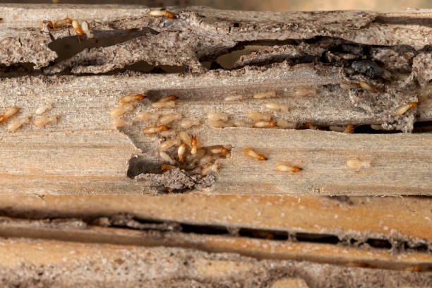 Best Residential Pest Control  in Lafayette, GA